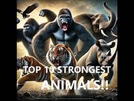 Video thumbnail for Top 10 Strongest Animals on Earth!