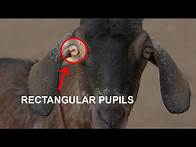 Video thumbnail for 100 Interesting Facts About Animals