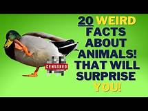 Video thumbnail for 20 Weird Animal Facts That Will Surprise You ( Updated List)