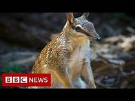 Video thumbnail for Saving Australia's numbats - BBC News
