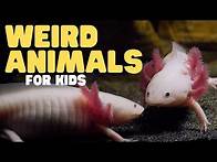 Video thumbnail for Weird Animals for Kids | Learn about these three odd creatures!