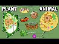 Video thumbnail for PLANT VS ANIMAL CELLS