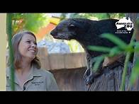 Video thumbnail for Have you ever heard of a binturong? | Australia Zoo Life