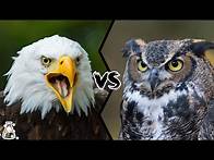 Video thumbnail for EAGLE VS OWL - Who Would Win?