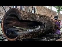 Video thumbnail for Inside the Board Mill ‼️ Turning Trembesi Wood into Perfect Planks