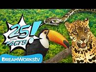 Video thumbnail for 25 Facts About the AMAZON RAINFOREST | 25 FACTS