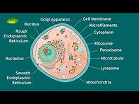 Video thumbnail for Animal Cell Structure and Function | Notes | Eukaryotic Cell | Basic Science Series