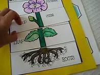 Video thumbnail for Grade 1 - Science: Parts of plant activities and games. roots. leaf. bud. stem.petals and flowers.