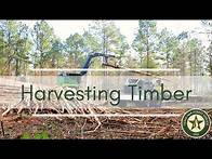 Video thumbnail for Harvesting Timber on Your Property - What You Need to Know