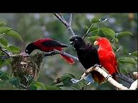 Video thumbnail for Nature And Wildlife Video – Bird and animal is beautiful creature on our planet