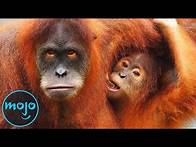 Video thumbnail for 10 Animals That Are Close To Going Extinct