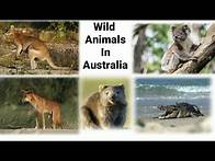 Video thumbnail for Wild Animals In Australia