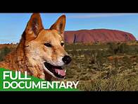 Video thumbnail for Wild Australia | Wild Ones | Episode 6 | Free Documentary Nature