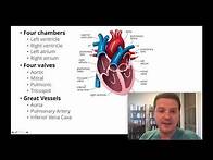 Video thumbnail for Had an echocardiogram? Here's how to understand your results.