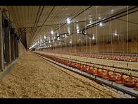 Video thumbnail for Introduction to Modern Broiler Production (all subjects combined)