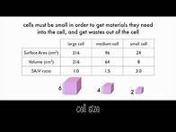 Video thumbnail for Cell diversity, shape and size