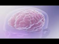 Video thumbnail for Understanding the effects of drugs on the brain: A look at the damage and potential for treatment
