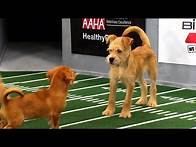 Video thumbnail for UnFURgettable Plays | Puppy Bowl