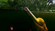 Video thumbnail for Amazon forest dolphins