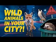 Video thumbnail for Urban Wildlife of Britain: How Animals Survive & Thrive in Cities!