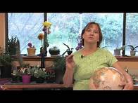 Video thumbnail for Flower Gardening Tips : How to Grow Moonflower