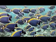 Video thumbnail for The importance of biodiversity