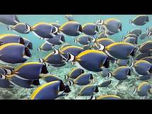 Video thumbnail for The importance of biodiversity