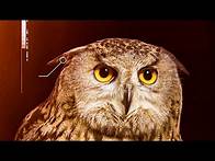 Video thumbnail for Animals with Superpowers | BBC Earth