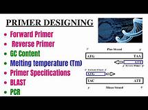 Video thumbnail for How we can Design Primer? Primer Blast. Primer Specificity. forward and reverse primer, GC and Tm?