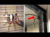 Video thumbnail for 10 Biggest Animals In AUSTRALIA