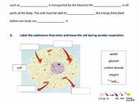 Video thumbnail for Aerobic Respiration - Science - Year 8 | Teaching Resources