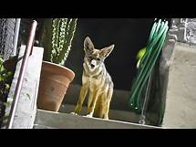 Video thumbnail for Animals evolve to live in cities