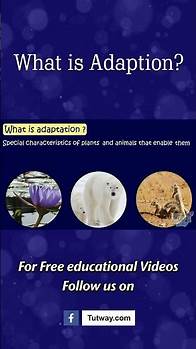 Video thumbnail for What is Adaptation? | How Adaptation In Animals Work? | Animal Adaptations | Science #shorts