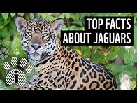 Video thumbnail for Top facts about jaguars | WWF