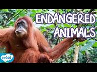 Video thumbnail for What Animals are Endangered? | Endangered Species Explained for Kids