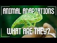Video thumbnail for What Are Animal Adaptations? | Physical vs Behavioral Adaptations