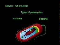 Video thumbnail for Introduction to microbiology