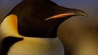 Video thumbnail for Exploring how animals have adapted to live in the polar biome