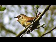 Video thumbnail for Wren Singing - Tiny Bird with a Giant Voice