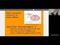 Video thumbnail for Psychology 101 Chapter 3 (Biopsychology) Lecture Part 2