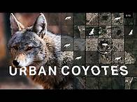 Video thumbnail for Why urban coyote sightings are on the rise