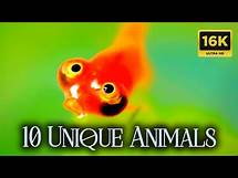 Video thumbnail for 10 Unique Animals of The Amazon Rainforest