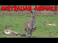 Video thumbnail for Australian Animals! Learn Australian Animals for Kids