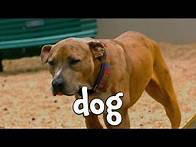 Video thumbnail for Farm Animals Facts For Children