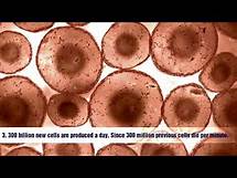 Video thumbnail for 10 Interesting Facts about human cells