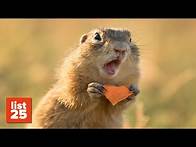 Video thumbnail for 25 Amazing Animal Facts You Might Not Know