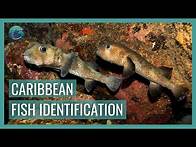 Video thumbnail for the ULTIMATE Caribbean Fish Identification Guide // Whale Shark & Oceanic Research Center