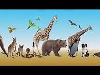 Video thumbnail for Adaptation In Animals - MeitY OLabs