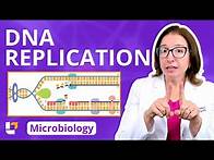 Video thumbnail for DNA Replication: Microbiology Genetics Pre-Nursing, Pre-Med & Health Field Careers | @LevelUpRN