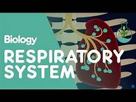 Video thumbnail for Respiratory System - Introduction | Physiology | Biology | FuseSchool